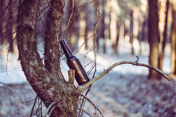 Een Bierfles Bruin Een Pijnbomenbos Een Boom Vernietiging Van Natuur — Stockfoto