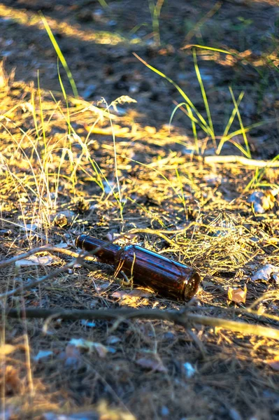 Una Sucia Botella Cerveza Vacía Yace Suelo Bosque Pinos Contaminación — Foto de Stock