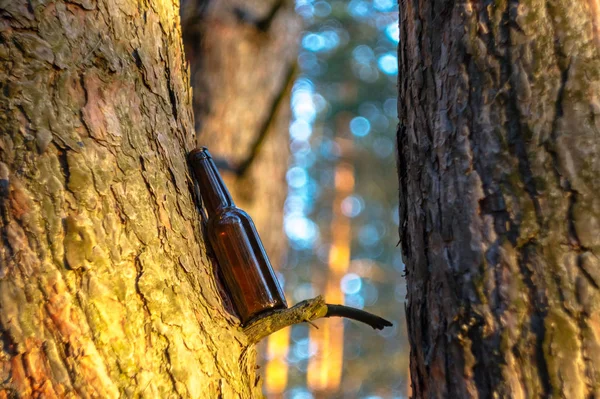 Een Bierfles Bruin Een Pijnbomenbos Een Boom Vernietiging Van Natuur — Stockfoto