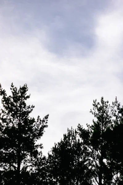 Árboles Abeto Cielo Con Nubes Atardecer Como Fondo Lugar Para —  Fotos de Stock