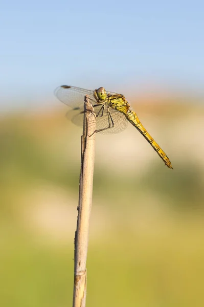 Närbild Söt Dragonfly Sommar — Stockfoto