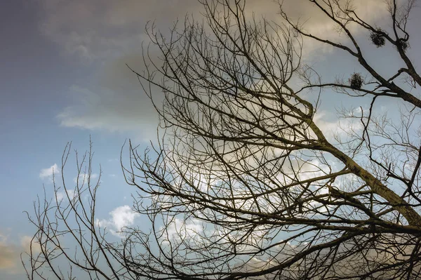 Ramas Secas Árboles Con Cielo Azul Nubes Fondo — Foto de Stock