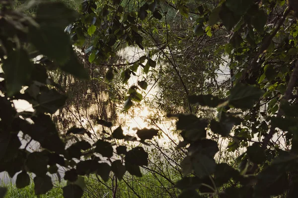 Αντανάκλαση Του Ήλιου Στον Ποταμό Σπάει Φύλλωμα Των Δέντρων — Φωτογραφία Αρχείου