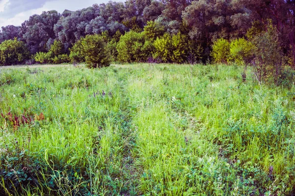 Régi Mező Road Kék Virág Meadow — Stock Fotó