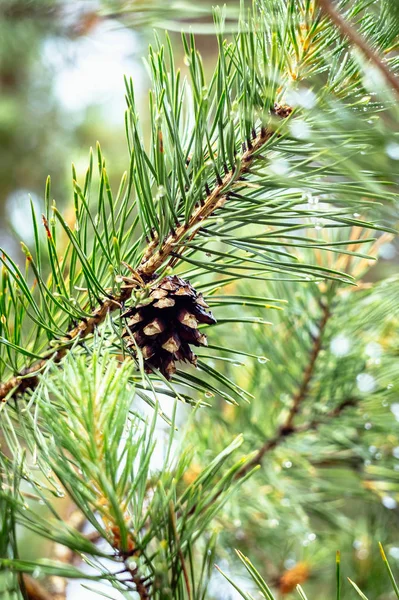 Eski bir çam kozalağı yağmur sonra yeşil dal. Yağmur damlaları üzerinde yeşil Çam iğneleri.