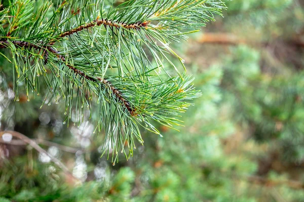 雨后露珠的绿色冷杉树枝 — 图库照片