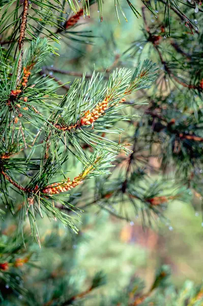 雨后在一棵绿色的松树树枝上的小圆锥 在新鲜云杉针头上露水 — 图库照片