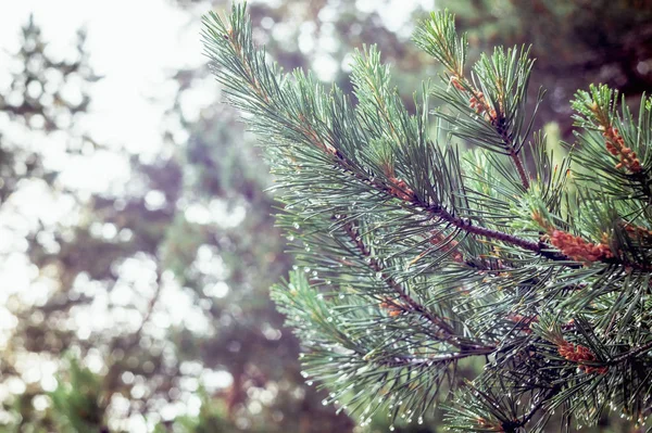 Jeunes Cônes Sur Une Branche Pin Vert Après Une Pluie — Photo