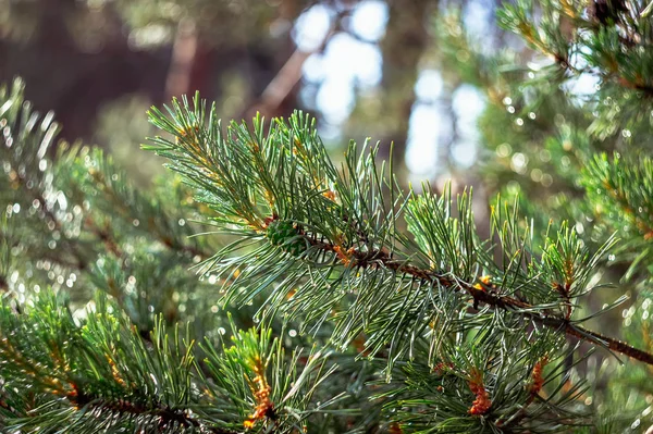 Jeunes Cônes Sur Une Branche Pin Vert Après Une Pluie — Photo