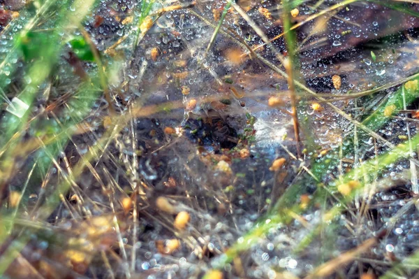 Web Rosou Klesne Dešti Spider Hrabat Středu Webu — Stock fotografie