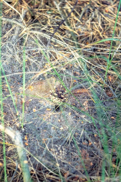 Ein Netz Mit Tautropfen Nach Dem Regen Und Spinnengraben Der — Stockfoto