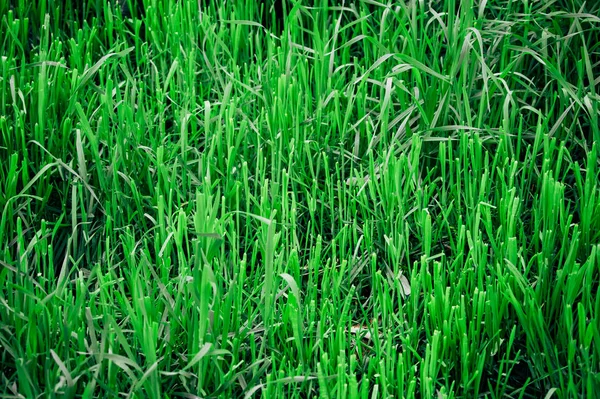 Groen Gras Voorjaar Achtergrond Voor Ontwerp — Stockfoto