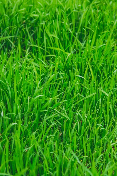 Groen Gras Voorjaar Achtergrond Voor Ontwerp — Stockfoto