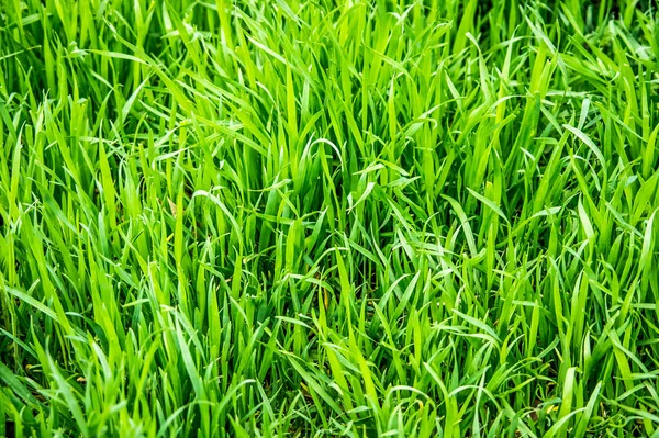 Groen Gras Voorjaar Achtergrond Voor Ontwerp — Stockfoto