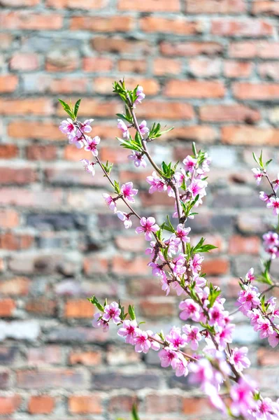 Прекрасний Вид Весняних Квітучих Дерев — стокове фото