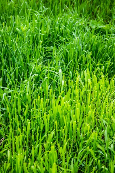 Groen Gras Voorjaar Achtergrond Voor Ontwerp — Stockfoto