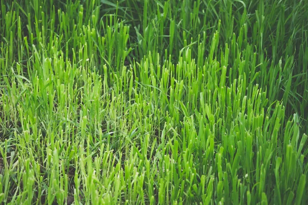 Groen Gras Voorjaar Achtergrond Voor Ontwerp — Stockfoto