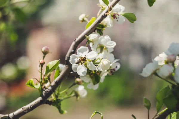 Bela Vista Árvores Floridas Primavera — Fotografia de Stock