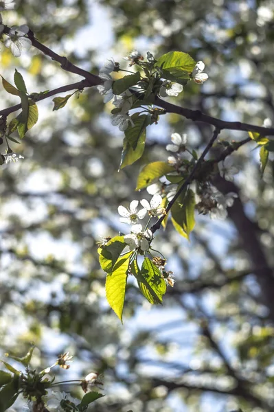 Belle Vue Sur Les Arbres Fleurs Printanières — Photo