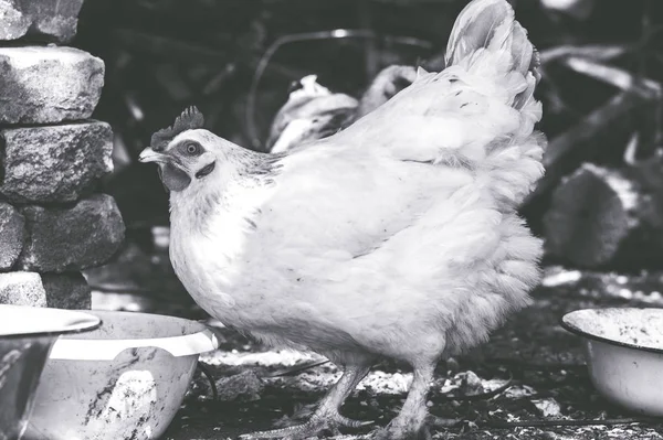 Chicken Farm Yard Monochrome Style — Stock Photo, Image