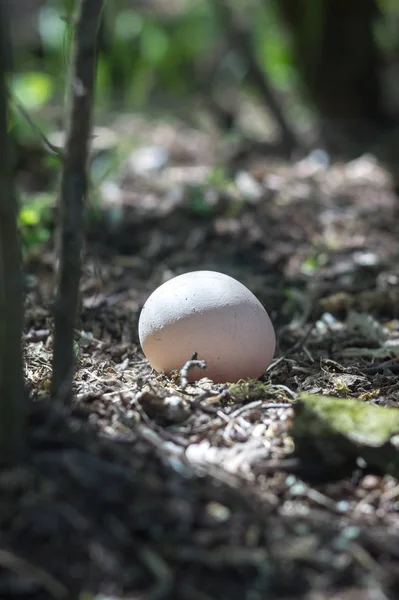 Куриное Яйцо Лесу Земле — стоковое фото