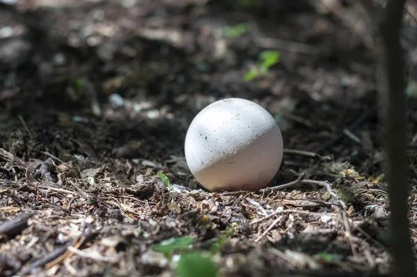Куриное Яйцо Лесу Земле — стоковое фото