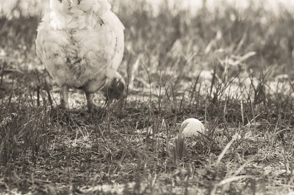 Huevo Pollo Hierba Monocromo Foto Estilo Antiguo —  Fotos de Stock