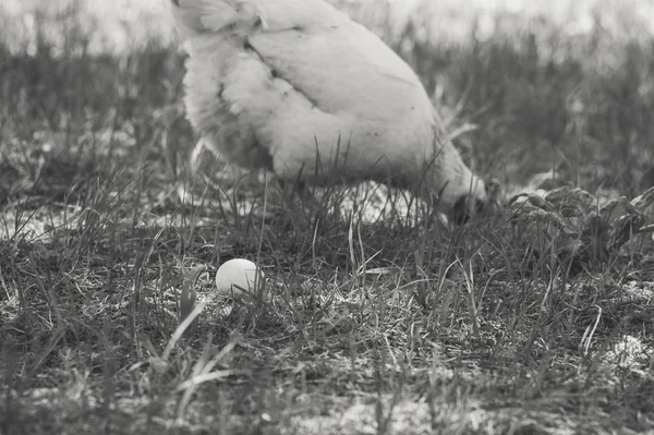 Chicken Egg Grass Monochrome Old Style Photo — Stock Photo, Image