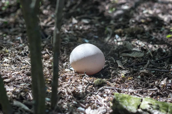 Chicken Egg Forest Ground — Stock Photo, Image