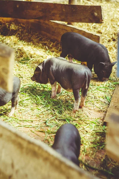 Вьетнамская Свинья Разведение Свиней Ферме — стоковое фото