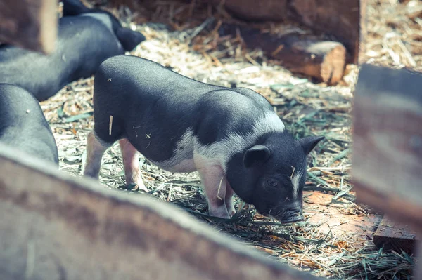 Little Vietnamese pig. Breeding pigs on the farm.