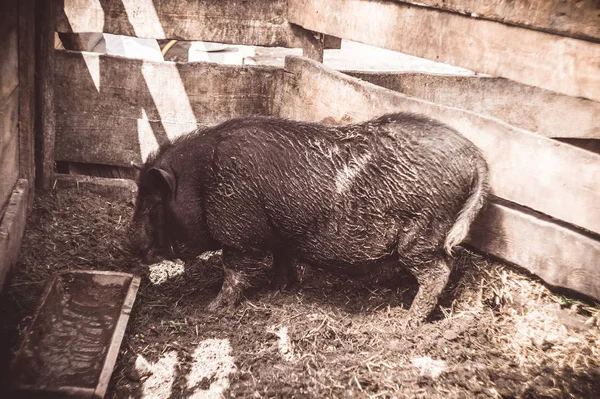 Большая Вьетнамская Свинья Разведение Свиней Ферме — стоковое фото