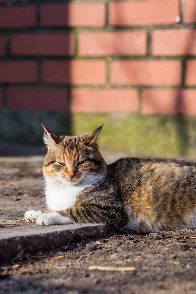 Portrait Chat Rural Rouge — Photo