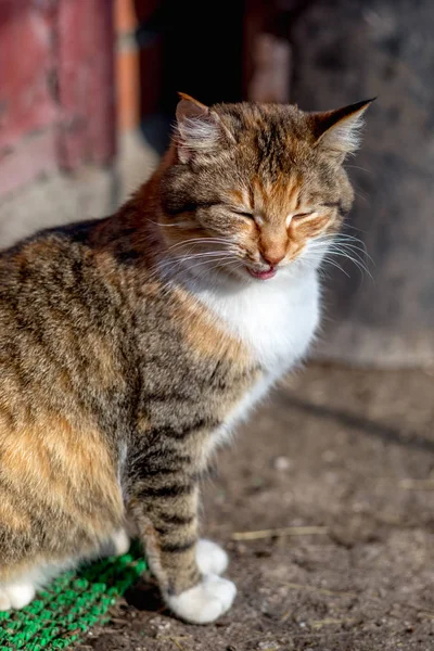 Retrato Gato Rojo Rural — Foto de Stock