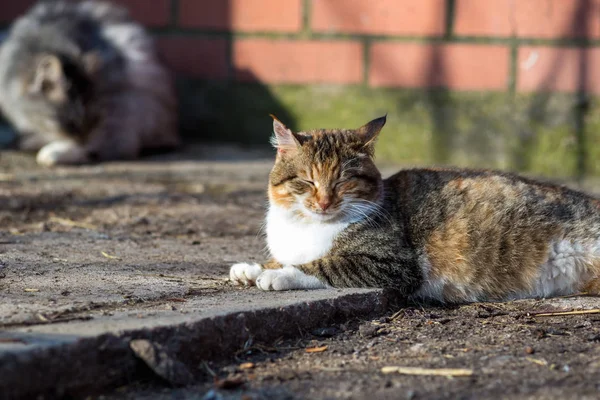 Kırmızı Kırsal Kedi Portresi — Stok fotoğraf