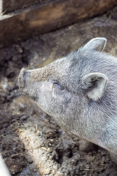 Silver vietnamese piglet. Breeding pigs on the farm.