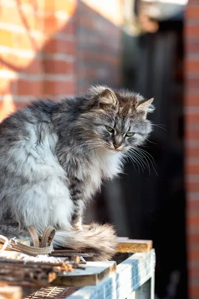 Gri Bir Kırsal Kedi Portresi — Stok fotoğraf