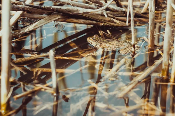 Roztomilý Frog Rákosí — Stock fotografie