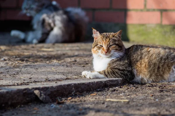 Portret Czerwony Kot Obszarów Wiejskich — Zdjęcie stockowe