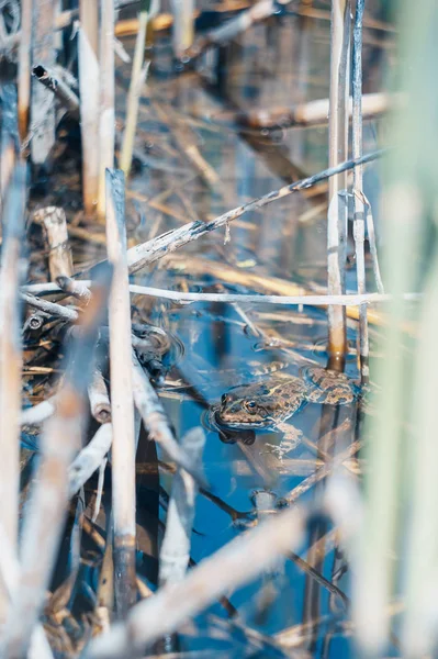 Sapo Bonito Nos Juncos — Fotografia de Stock