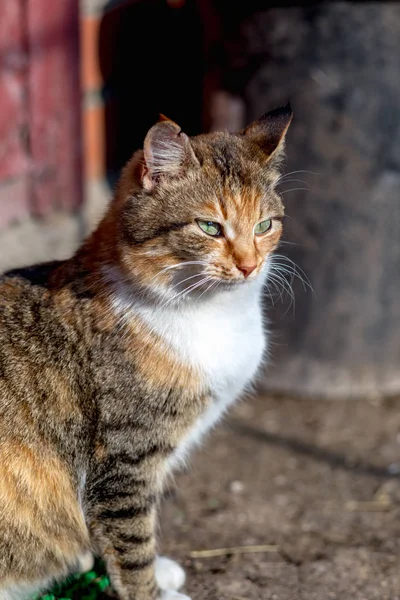 Retrato Gato Rojo Rural — Foto de Stock