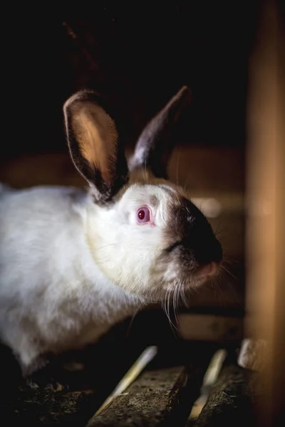 Conejo Jaula Reproducción Animales Domésticos —  Fotos de Stock