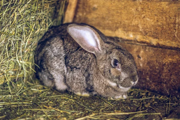 Rabbit in the cage. Breeding of domestic animals