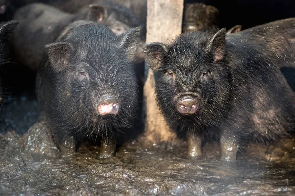 Невеликий Свині Єтнамські Фермі — стокове фото