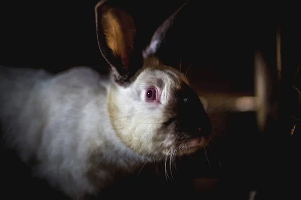 Rabbit Cage Breeding Domestic Animals — Stock Photo, Image