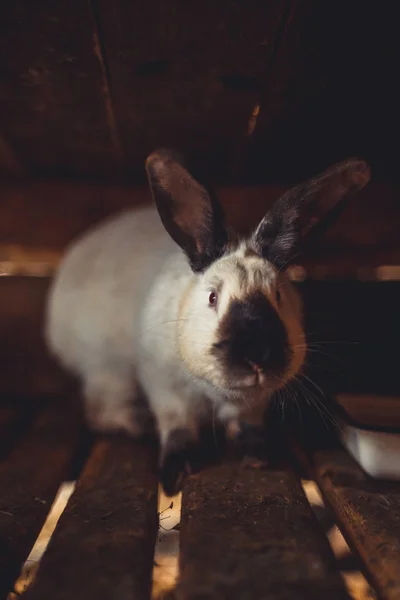 Rabbit Cage Breeding Domestic Animals — Stock Photo, Image