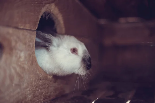 Coelho Gaiola Criação Animais Domésticos — Fotografia de Stock