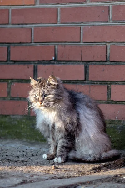 Porträt Einer Grauen Landkatze — Stockfoto