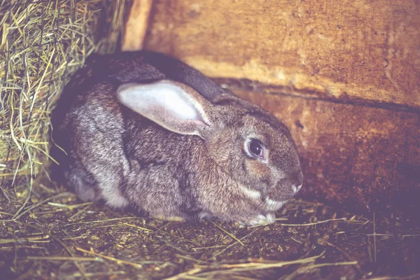Rabbit in the cage. Breeding of domestic animals