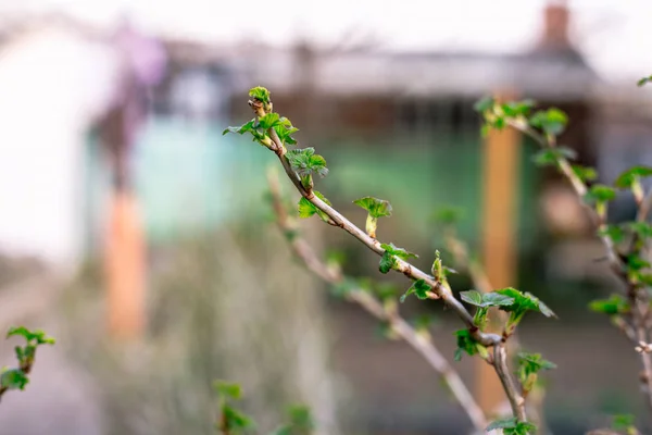 Ramo Ribes Con Giovani Piccole Foglie Verdi — Foto Stock